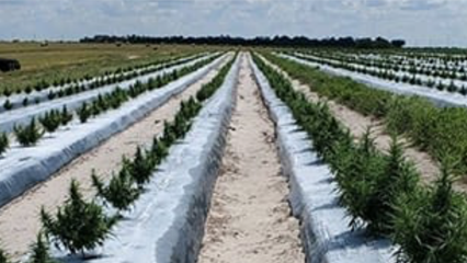 000-Applying for a Cultivation Permit_ Hemp Cultivation Licensing